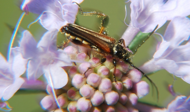 Stenopterus ater